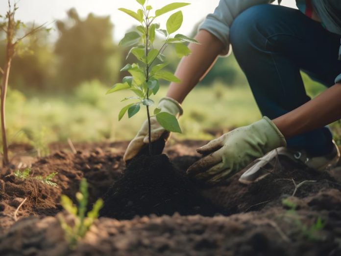 Uganda Parliament proposes to enact policy on tree planting