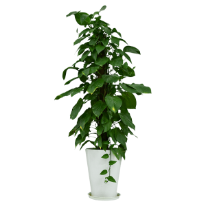 Malabaricum