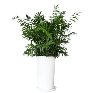 Chinese evergreen 2